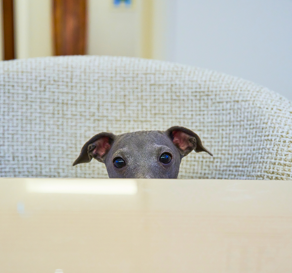 dog